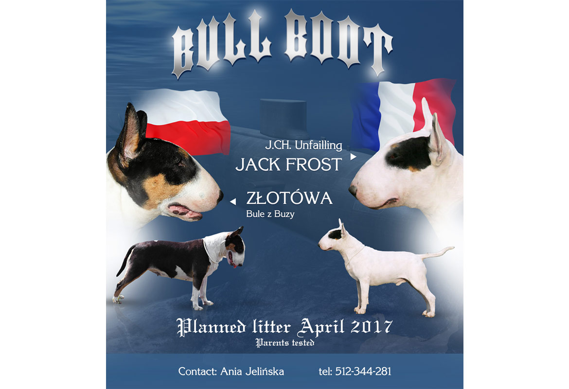 Social Media Bull Boot