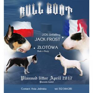 Social Media Bull Boot